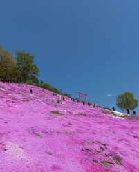 数秒で寄附できる！北海道「ひがしもこと芝桜まつり」で 新しいふるさと納税のカタチ「ぺいふる」を提供