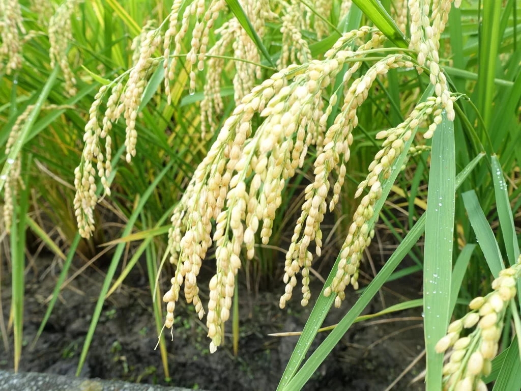 酒米の王様「山田錦」を味わう 日帰りモニターツアー参加者募集中！（神戸発着）