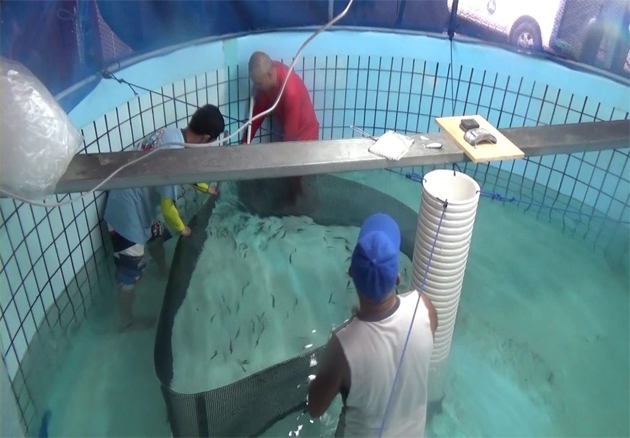 キハダ稚魚の海面生簀での飼育成功　近畿大学　科学技術振興機構（ＪＳＴ）　国際協力機構（ＪＩＣＡ）