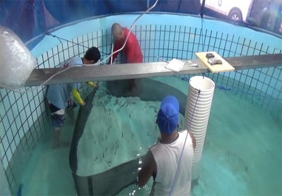 陸上水槽で人工孵化し育てられたキハダ稚魚。収穫されて海面生簀へ移される様子