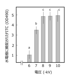 図 異なる電圧をかけた場合の水電極に捕捉された蛍光物質(FITC)量 FITCのミストを30秒間噴霧し、水に取り込まれたFITC濃度を測定した