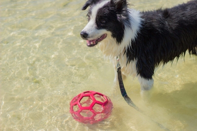 sF0dvwivIRxakDo84Srv.jpeg?w=940&h=940