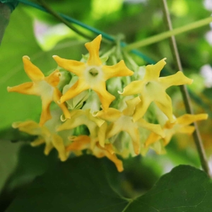 イエライシャン