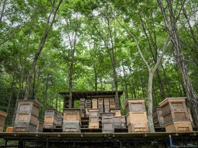 里山での養蜂