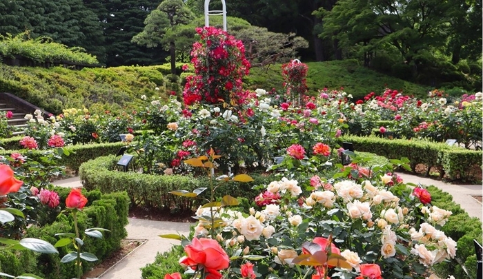 洋風庭園に咲き誇るバラ(過去の様子)