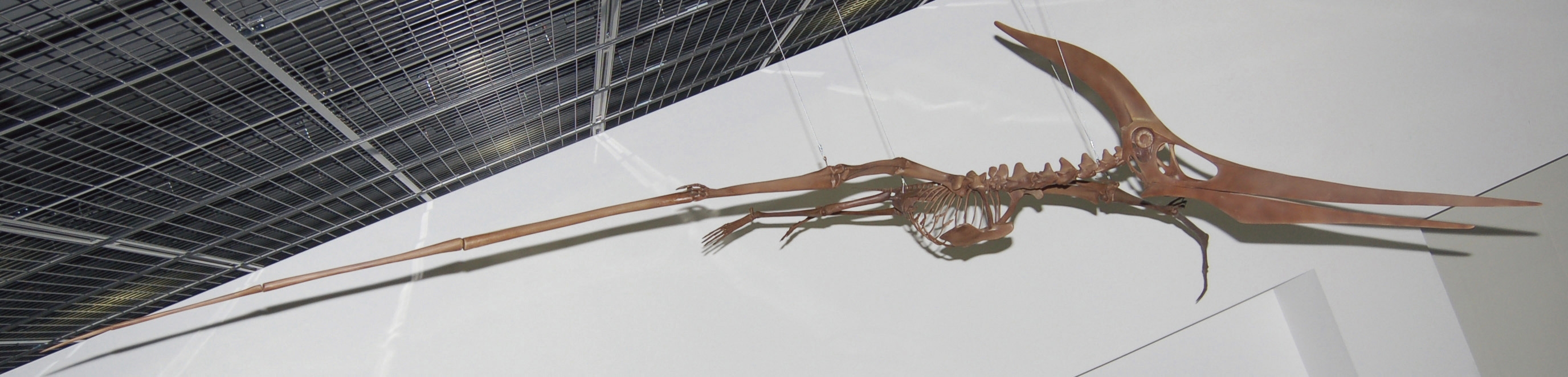 プテラノドン・ロンギセプス(後期白亜紀)