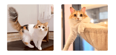 sXH9y0dKiWL11i4CNTES.png?w=940&h=940