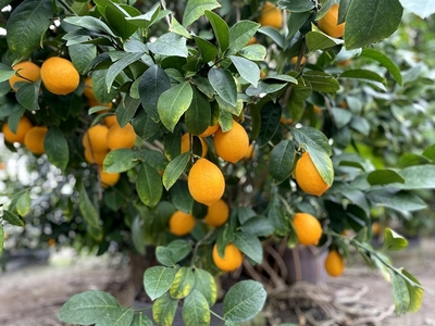 sYMaOC9gA7Rc1ltFGha6.jpg?w=940&h=940