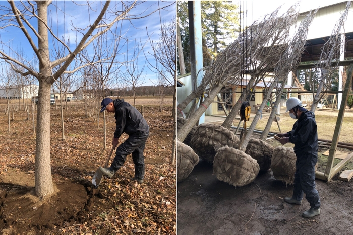 圃場からイチョウを搬出する様子