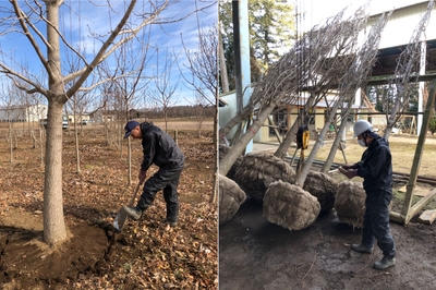 圃場からイチョウを搬出する様子