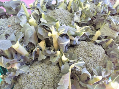 saUY9KF8sbpXq4sgOhAq.jpg?w=940&h=940