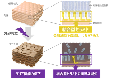 セラミド研究会学術集会で北海道大学と共同発表「乾燥肌と関わりの深い「結合型セラミド」の新たな可能性を発見」