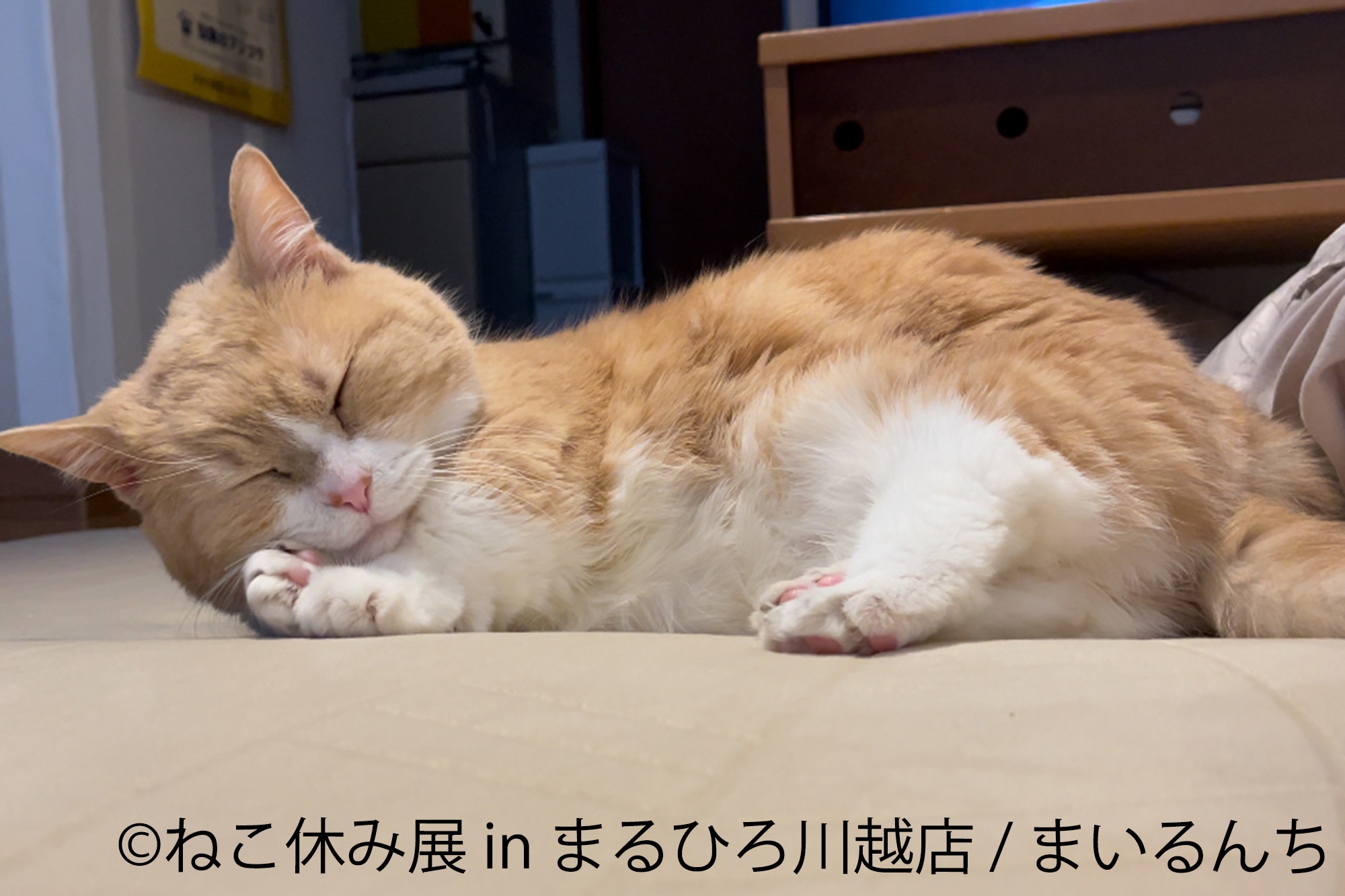 展示作品:まいるんち