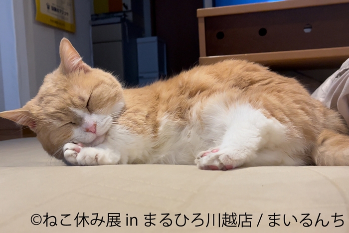 展示作品:まいるんち