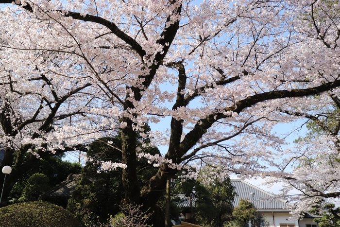 劫初の桜
