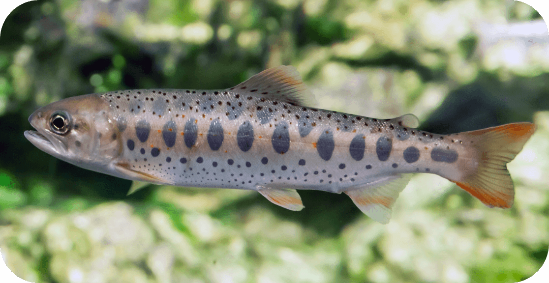 あまごについて