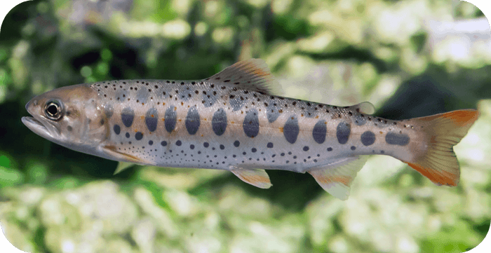 あまごについて