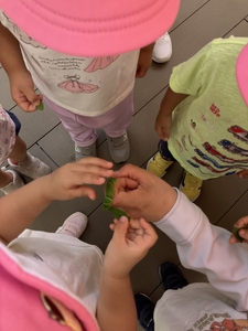 動いてる！レモンの木のあおむしをみんなで観察中