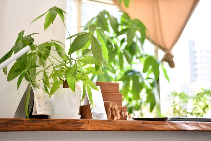 店内にたくさんの植物
