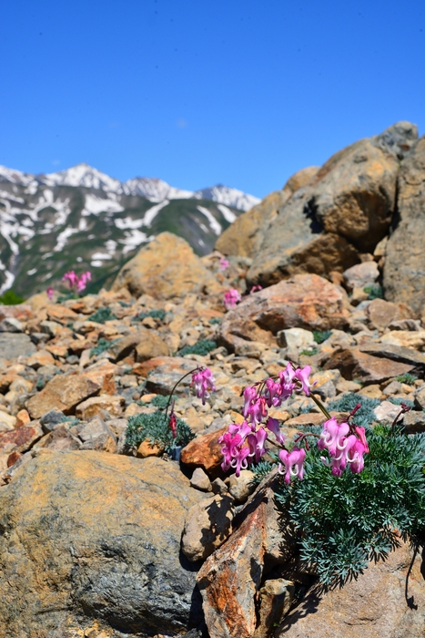 国内最大株数、12万株を誇る”高山植物の女王”、コマクサ。花の形が馬(駒=コマ)の顔に似ていることから名称の由来となった。