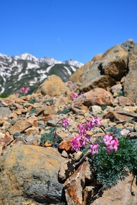 国内最大株数、12万株を誇る”高山植物の女王”、コマクサ。花の形が馬（駒＝コマ）の顔に似ていることから名称の由来となった。