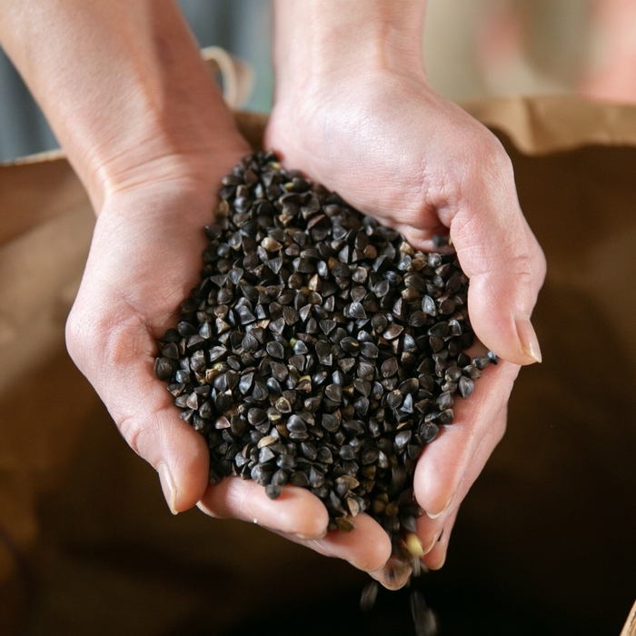 最上早⽣(もがみわせ)