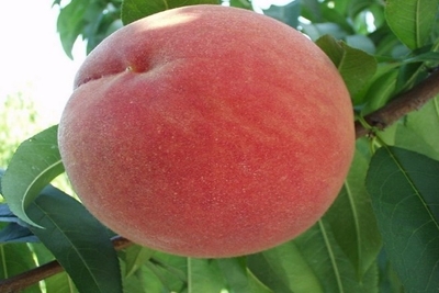 st6k8tZjuziZ6XgW2T7T.jpg?w=940&h=940