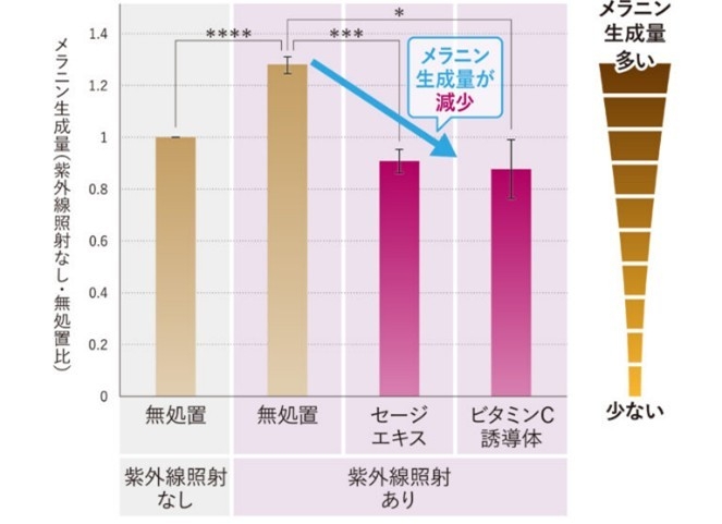 図4:表皮細胞を介したメラニン生成抑制効果