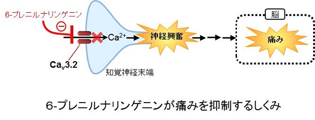 ビールの苦味成分が手足の痛みや痺れ、腹痛を抑制することを発見　糖尿病合併症や抗がん剤の副作用等、従来の鎮痛薬が効かない痛みにも効果
