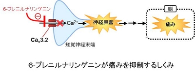 6-プレニルナリンゲニンが痛みを抑制するしくみ