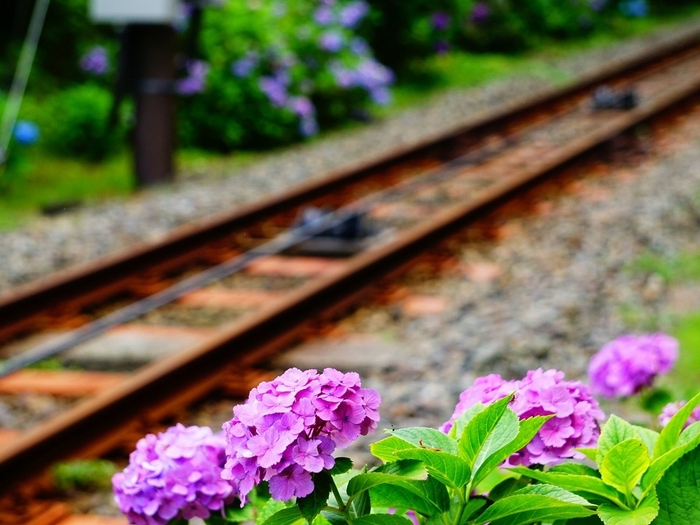 あじさい ※イメージ