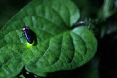 大川に住むゲンジボタル