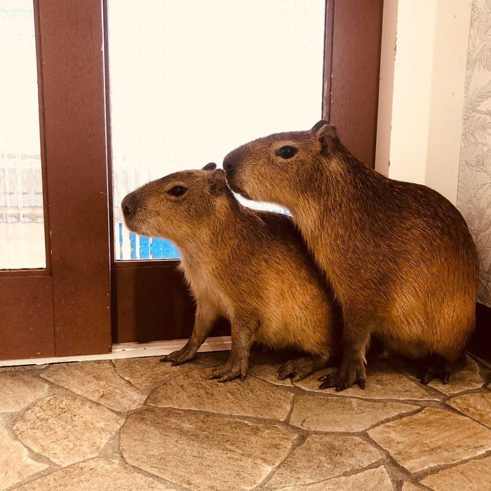 生後5か月の弟も加わり兄弟の2ショット!