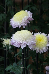 t34uSYTlTCPTFAuT2x4m.jpg?w=940&h=940