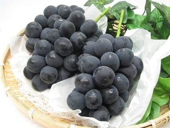 産地直送通販サイト「ＪＡタウン」 栃木県産シャインマスカットおよび巨峰の販売スタート！