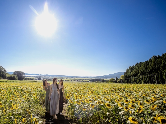 ハーブ園ひまわり迷路
