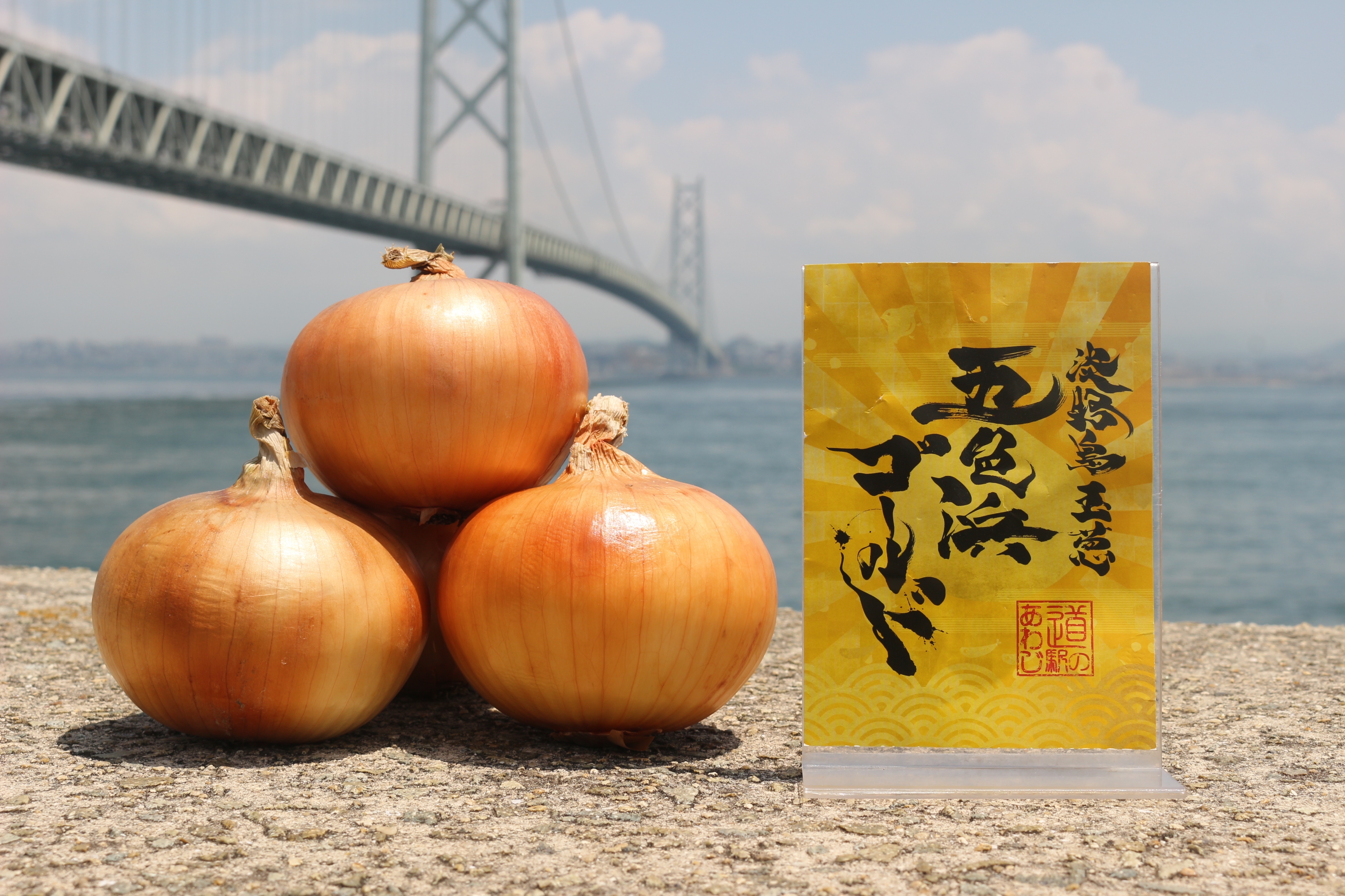 国産化石 淡路産 標本260707－33 国産化石 淡路産 標本260707