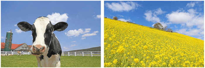 画像提供:マザー牧場