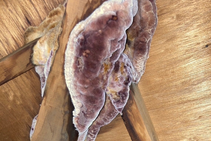 湿気によりカビが繁殖した屋根裏の様子(2024年9月3日撮影)