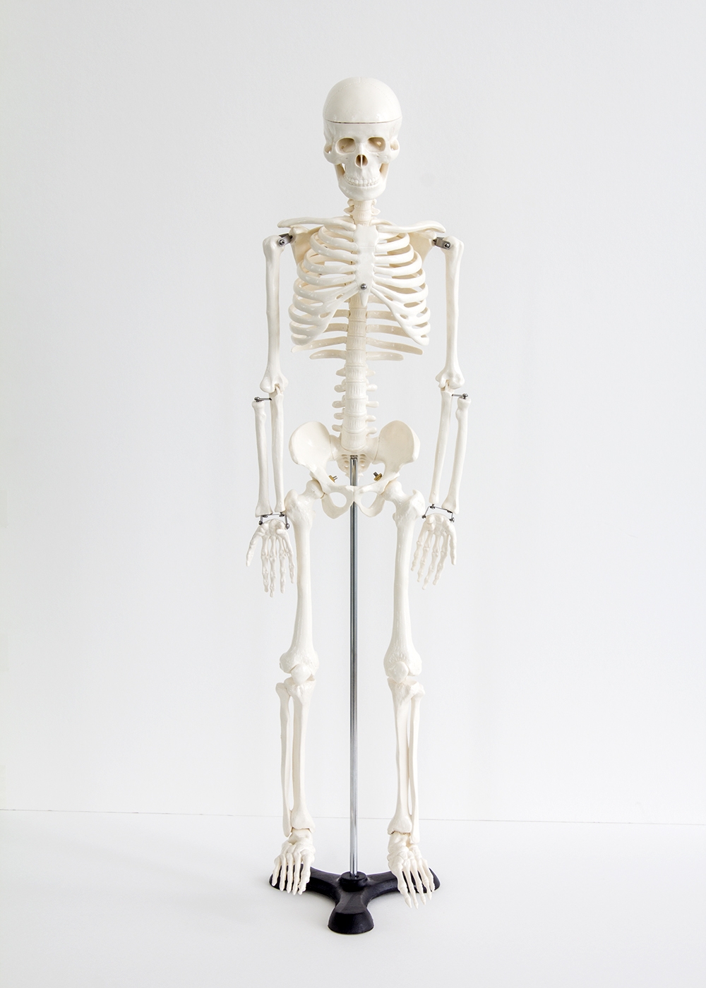 全体像(1/2スケールの成人男性全身骨格モデル)