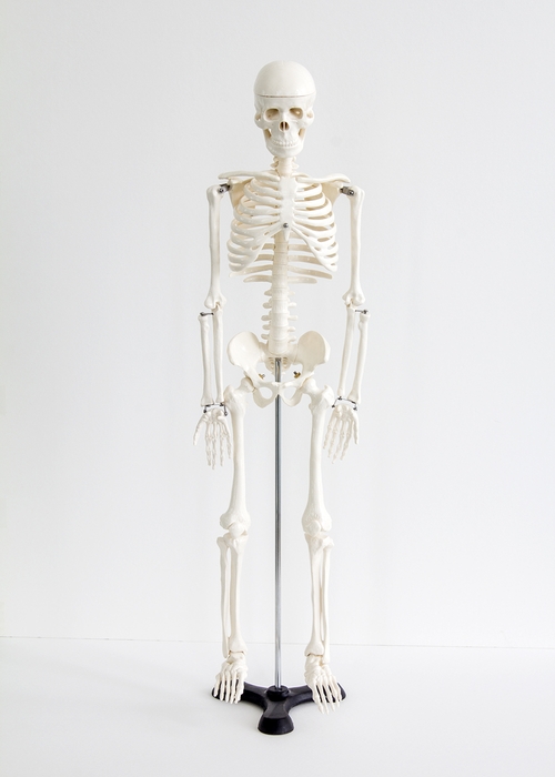 全体像(1/2スケールの成人男性全身骨格モデル)