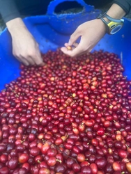 【9/25開催決定！】コロンビア産コーヒーを味わうSCAJ Preview Party