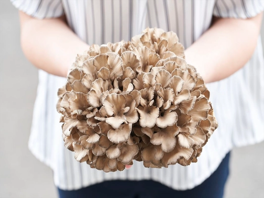 「白神山地まいたけブランド」を未来へつなぐ後継者を募集！ 秋田県藤里町にて事業承継に関する公募を5月23日(金)まで受付