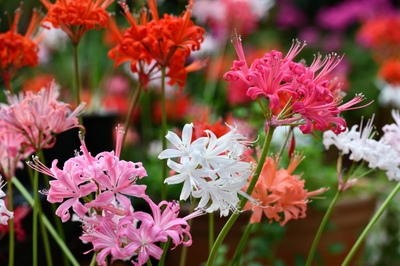 ダイヤモンドリリー　Nerine sarniensis