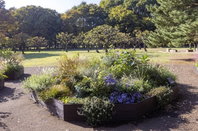 Bガーデンの様子（11月）