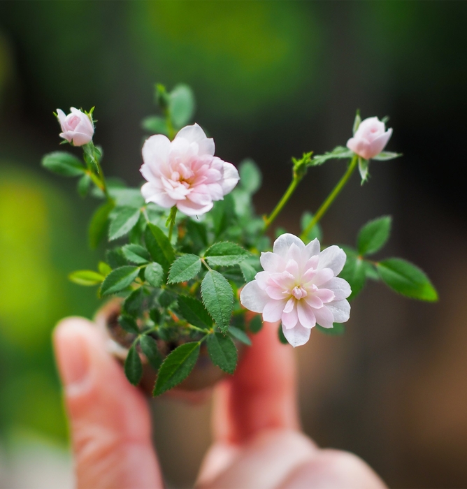 ミニバラ姫乙女