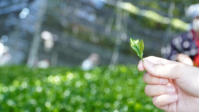 tPFD65uU5cytUfysEaNm.jpg?w=940&h=940