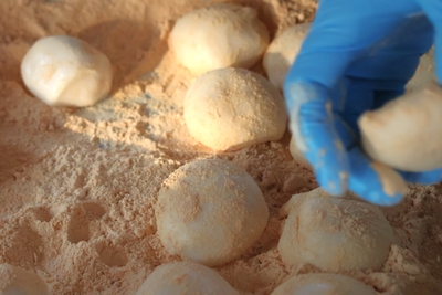 tQ9kh2ppLoTN35VfAe44.JPG?w=940&h=940