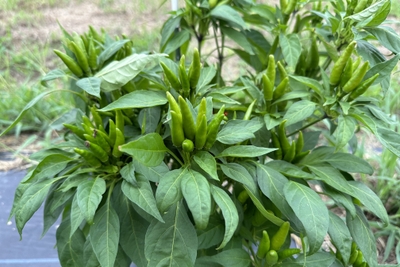 無農薬栽培で育った一の坊ファームの青唐辛子