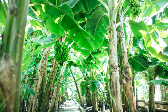 こだわりの園内産バナナ